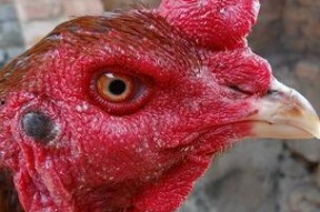 国产老鸡露脸视频,揭秘神秘幕后故事